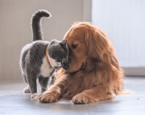 tenere animali nei condomini a Tenerife